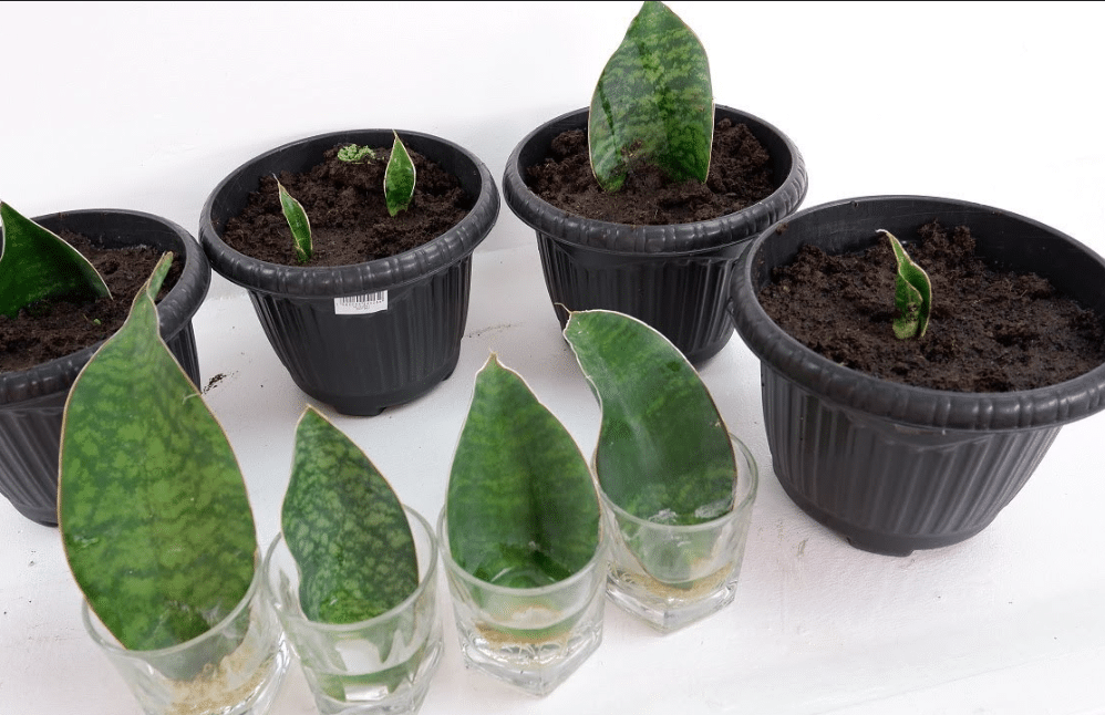 Whale fin snake plant in soil after bearing roots